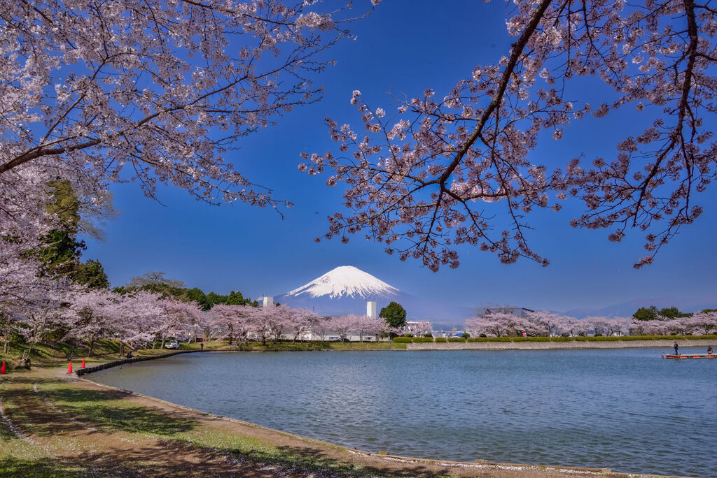 東山湖の桜
