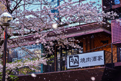 牛角と桜吹雪