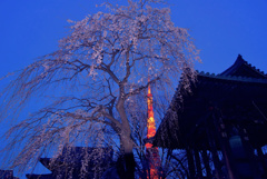 増上寺しだれ桜と東京タワー2