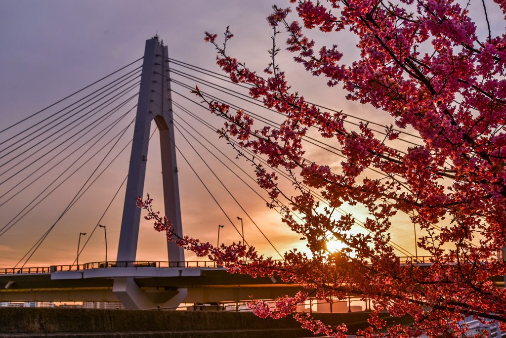 夕日と河津桜と大師橋