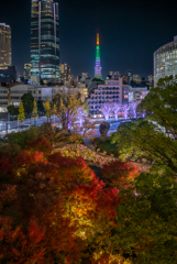 紅葉とイルミネーションと東京タワー