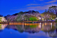 井の頭公園夜桜3