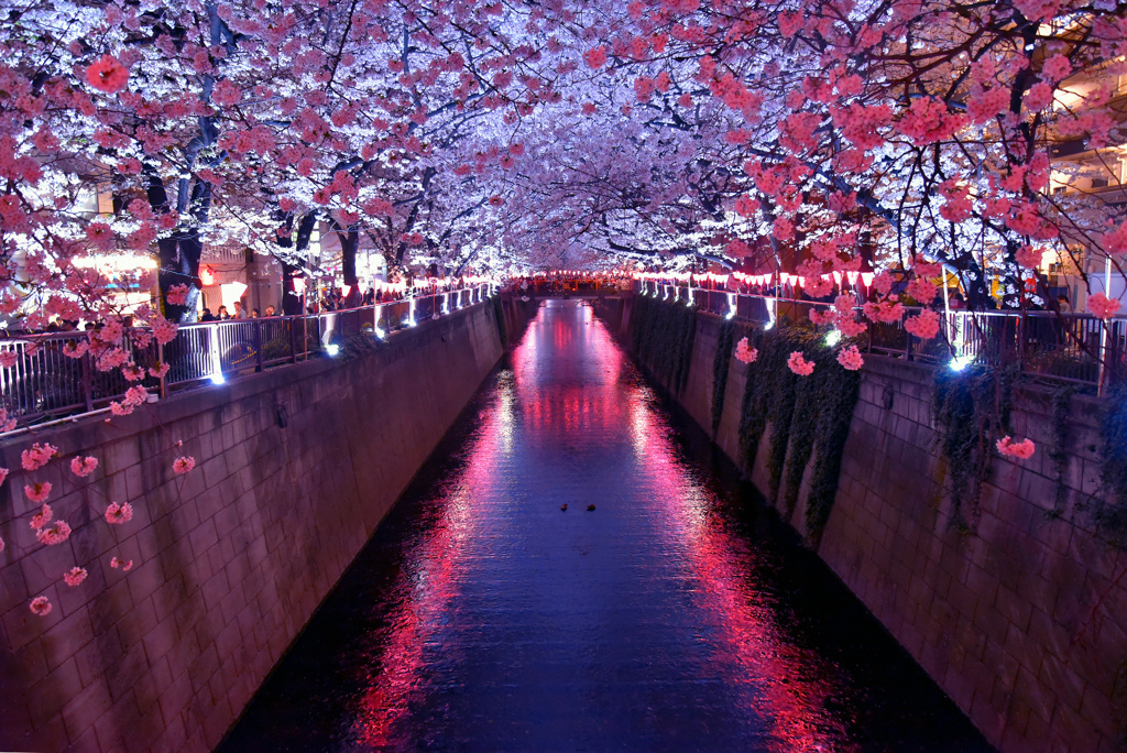 目黒川の夜4