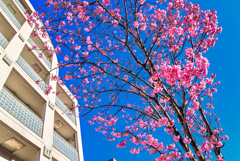 東邦医大通りの陽光桜