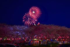 夜桜と花火