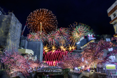 熱海桜と熱海の花火