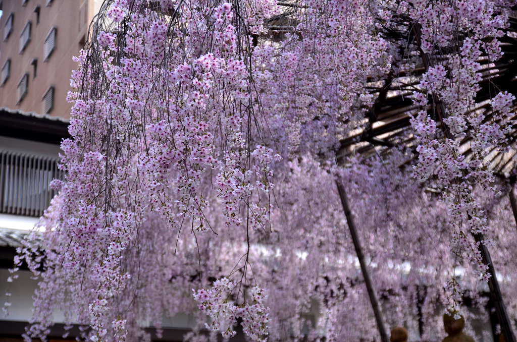 御幸桜