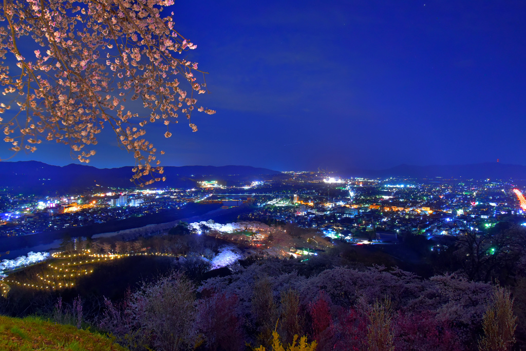 船岡城址公園の夜桜2