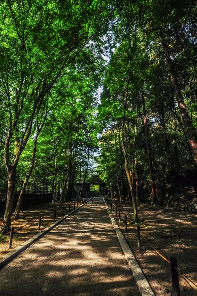 九年前の法然院参道