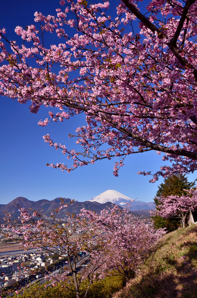 西平畑公園の河津桜