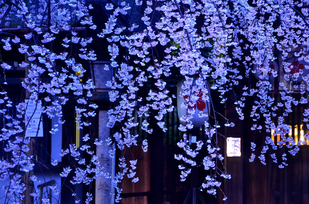 黎明の平野神社