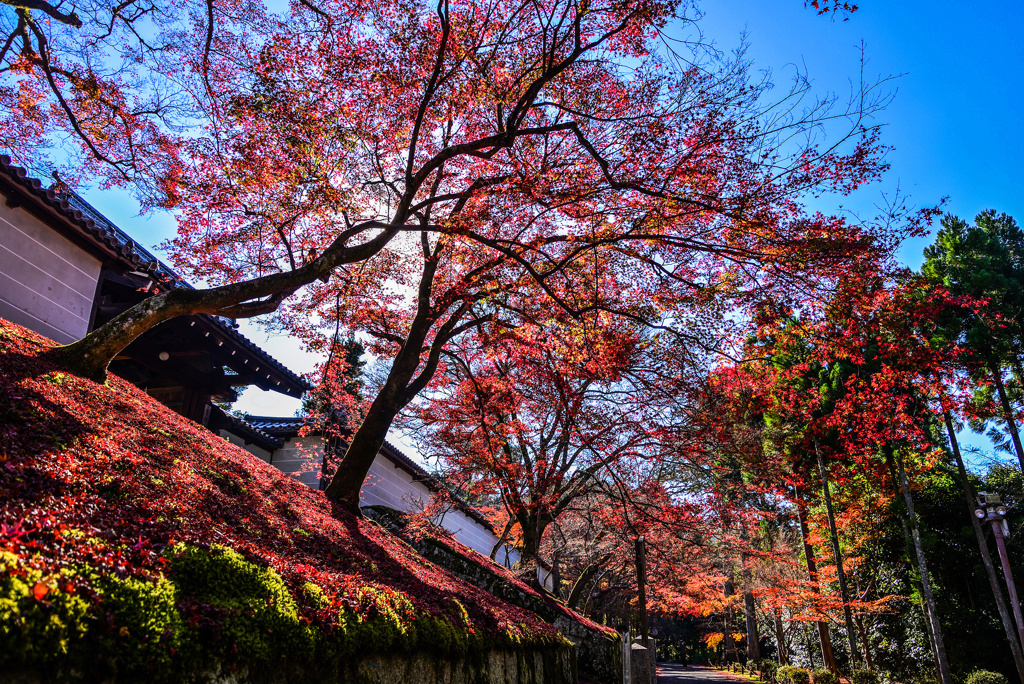 曼殊院参道の逆光紅葉