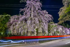 しだれ桜と光跡