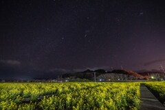 南伊豆町の菜の花(速報版)