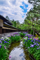 八年前の野村碧雲荘の花菖蒲
