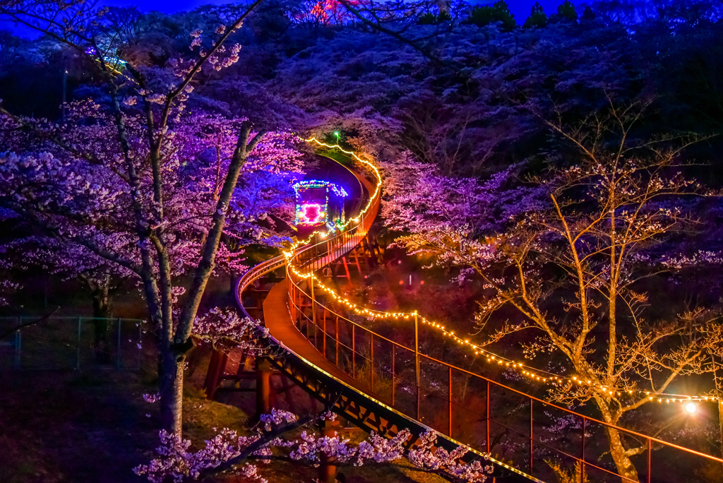 去年の船岡城址公園2