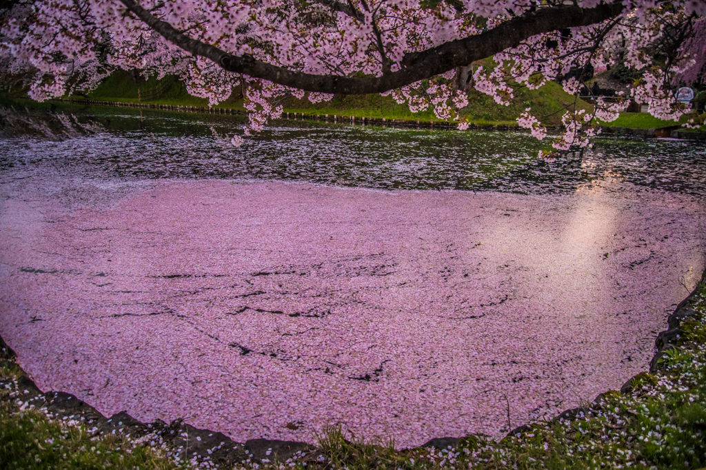 花筏見つけた(速報版)