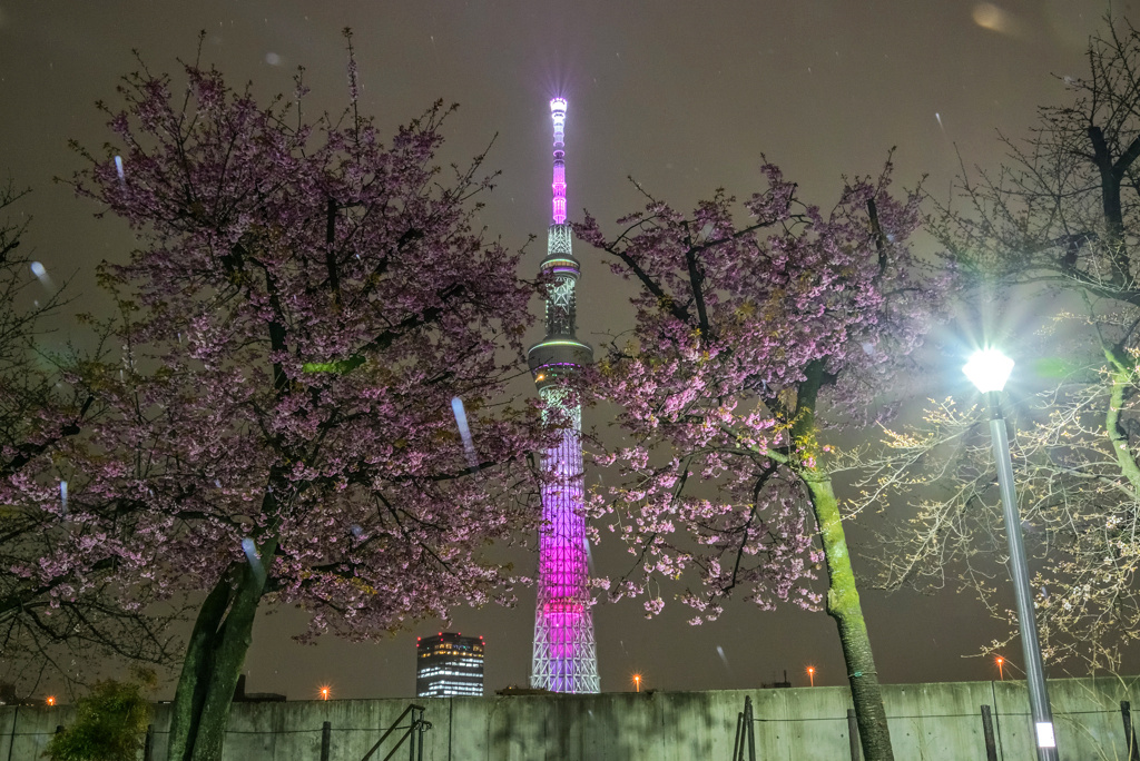隅田公園の河津桜