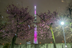 隅田公園の河津桜