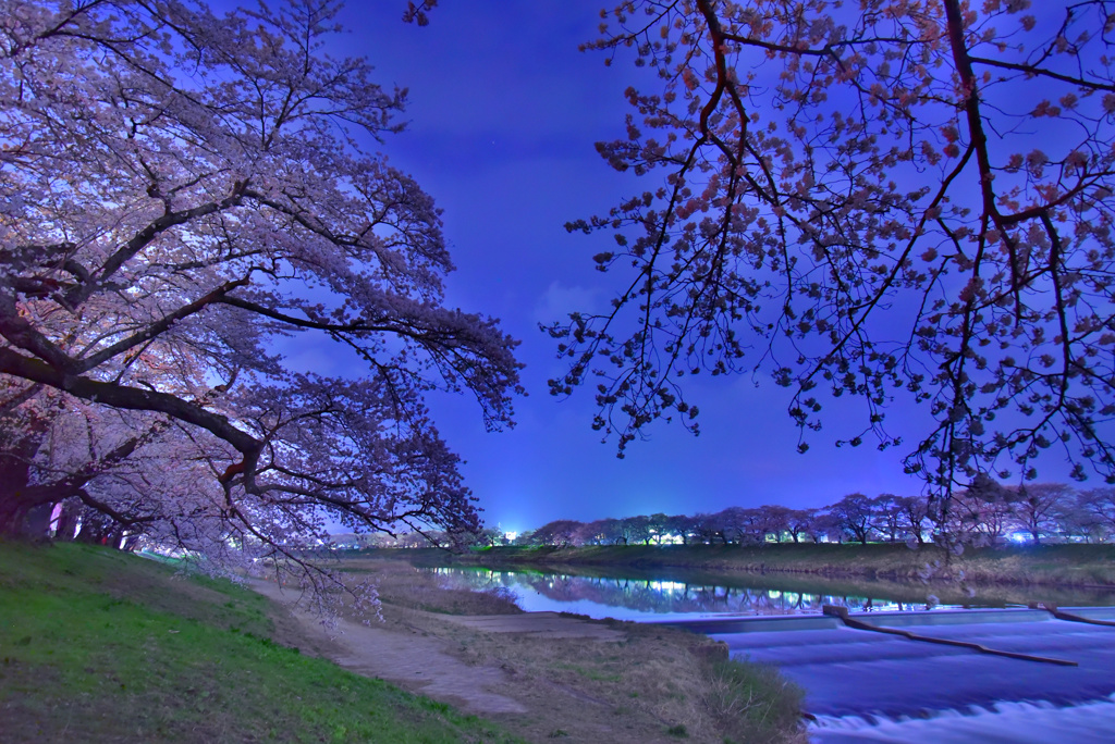 白石川堤の桜 夜編