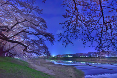 白石川堤の桜 夜編