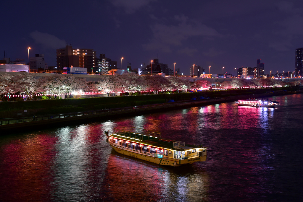 隅田公園夜桜3