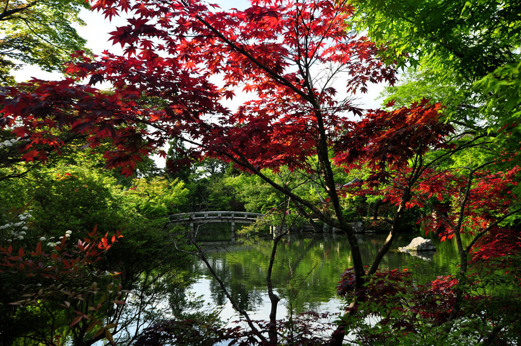 野村紅葉
