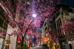 日本橋のおかめ桜