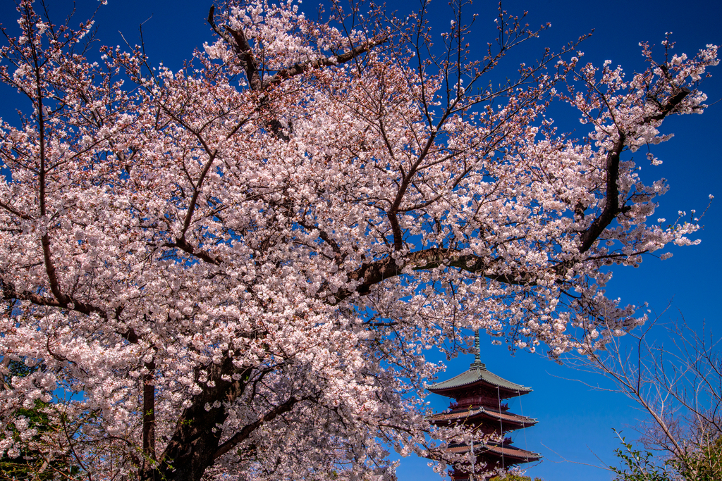 池上本門寺の桜