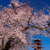 池上本門寺の桜