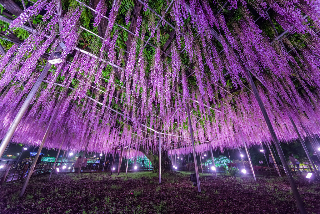 雨のあしかがフラワーパーク2