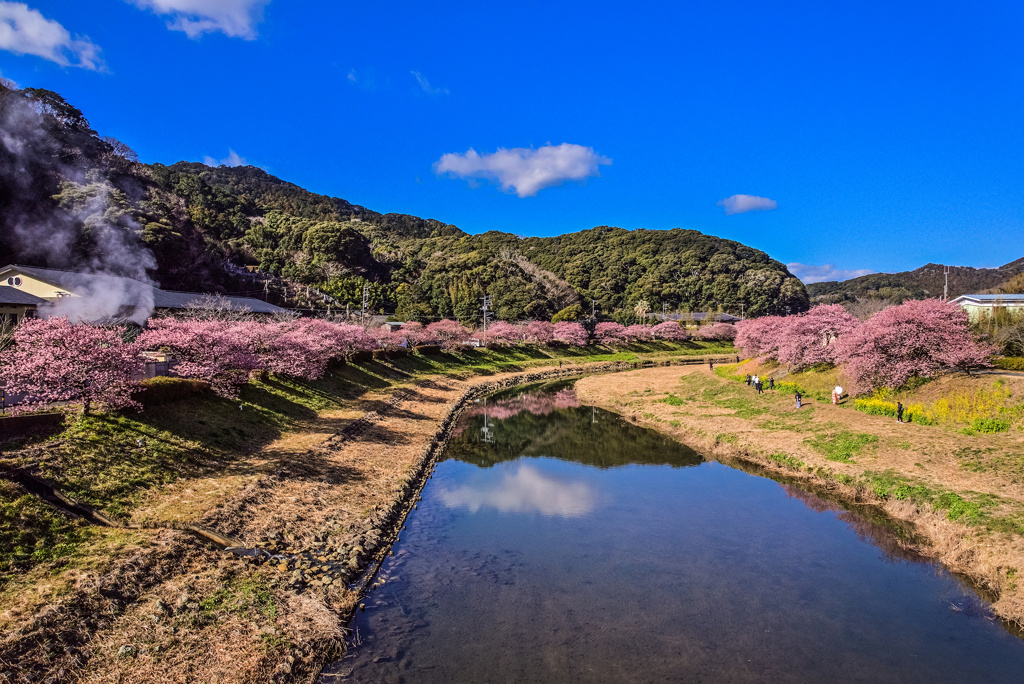 みなみの桜と菜の花まつり2