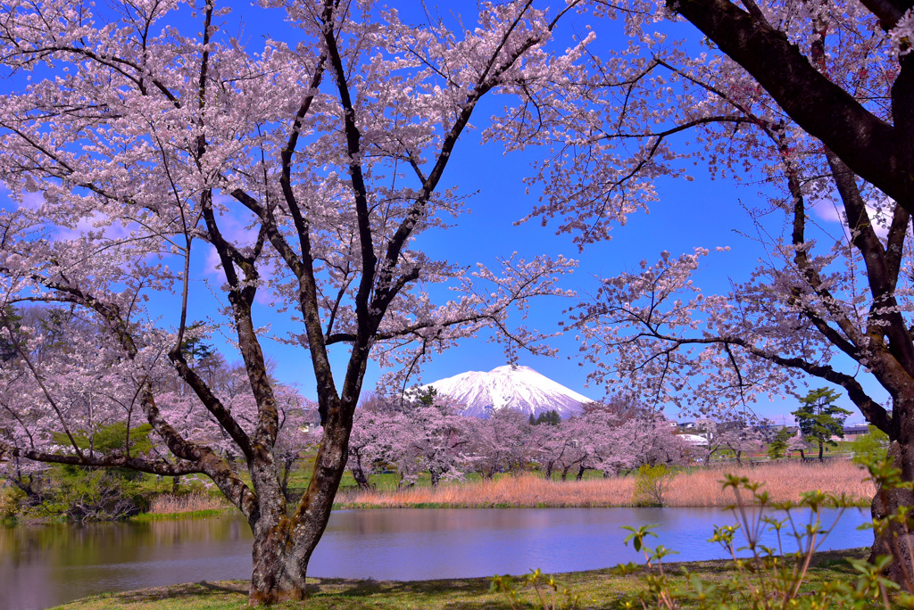 高松の池