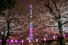 隅田公園の夜桜