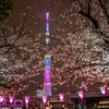 隅田公園の夜桜