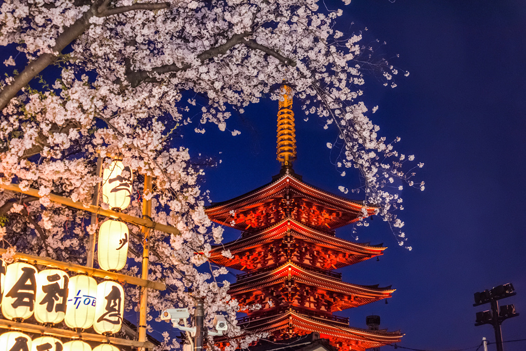 浅草寺の桜