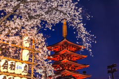 浅草寺の桜