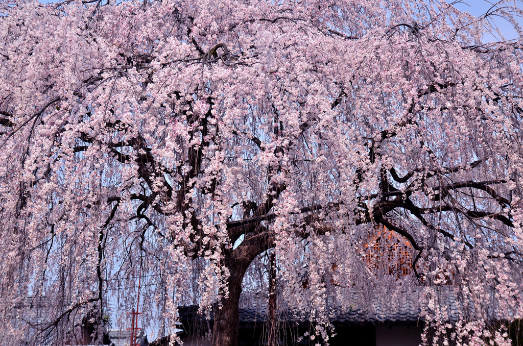本満寺しだれ桜