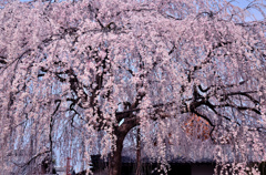 本満寺しだれ桜