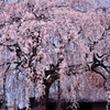 本満寺しだれ桜
