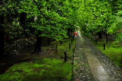 雨の鹿王院