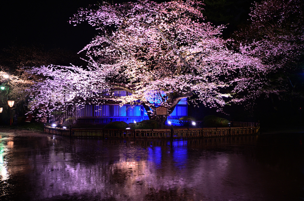 雨の夜桜幻想