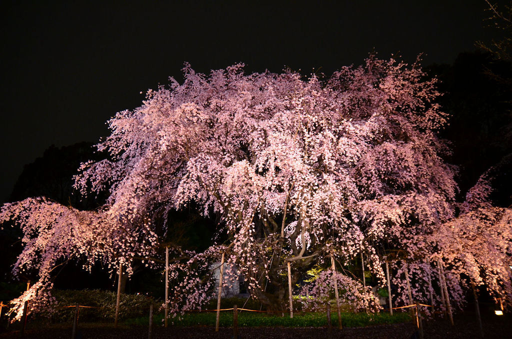 花火のような