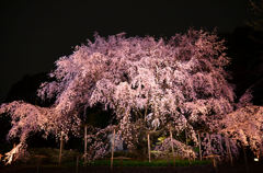 花火のような