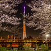 隅田公園の夜桜