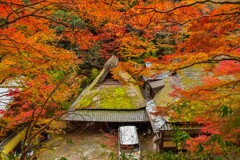 鳥居本の紅葉