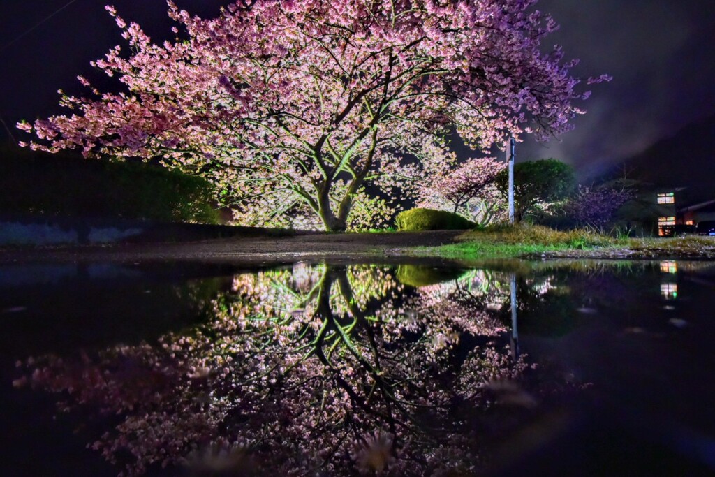 雨の河津桜