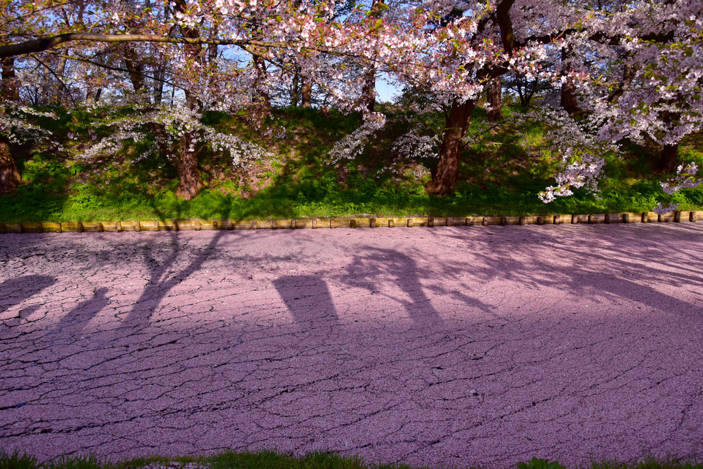 ひび割れた桜ロード