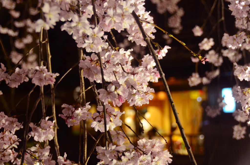 祇園の春