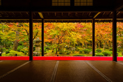 圓光寺 十牛之庭の紅葉